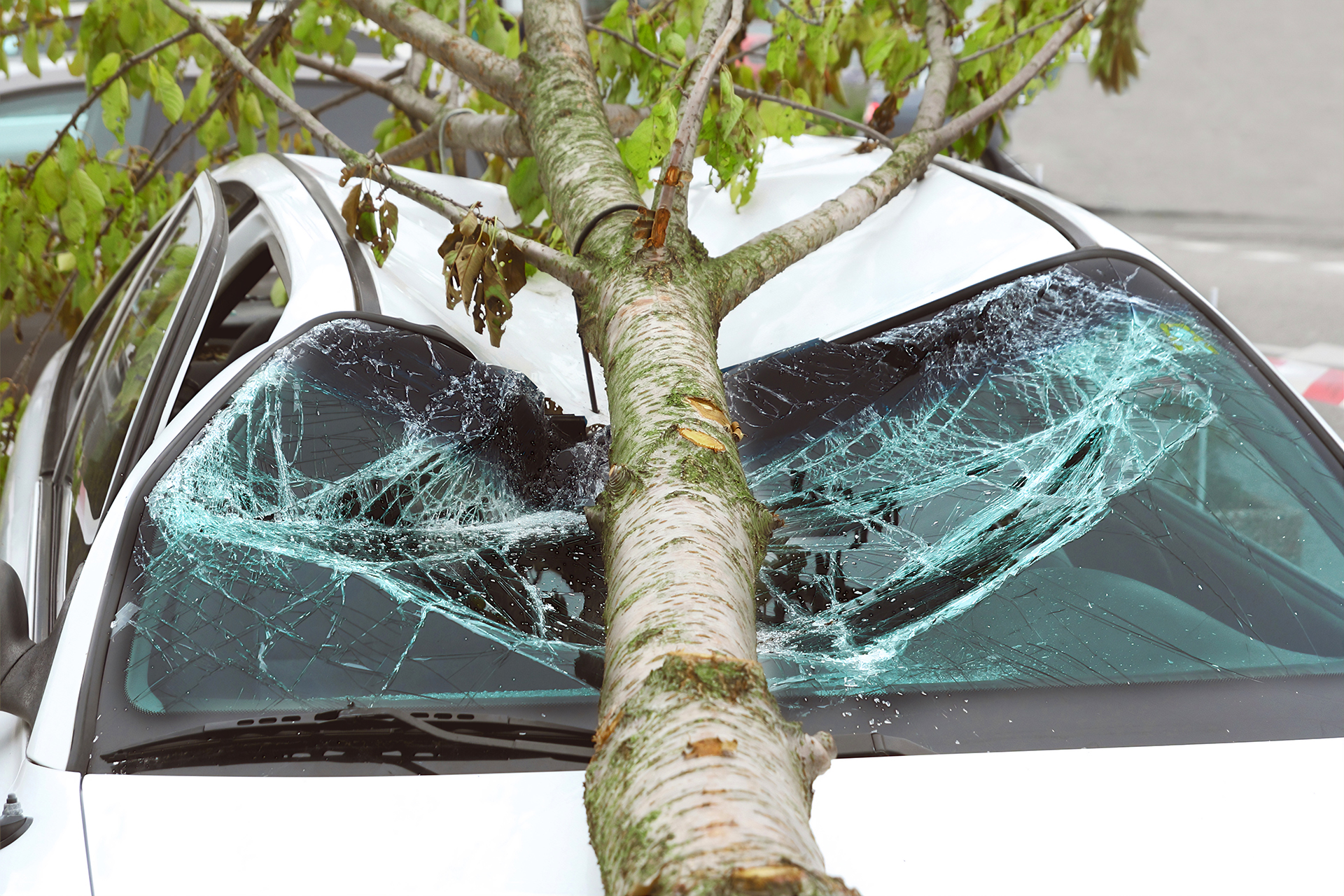 Tree Fell Onto Car